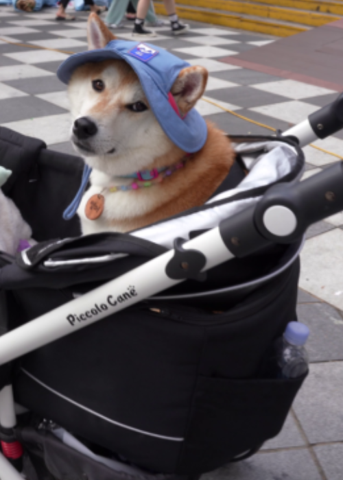 23. ¿Carriolas para perros en Corea del Sur?